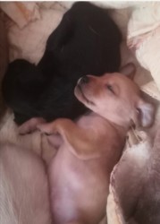 Štěňátka kříženci labradora