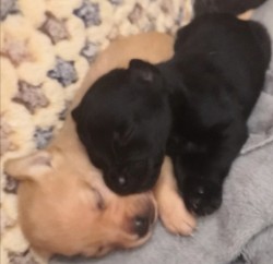 Štěňátka kříženci labradora