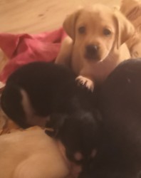 Štěňátka kříženci labradora