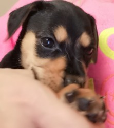 Štěňátka kříženci labradora