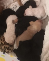 Štěňátka kříženci labradora