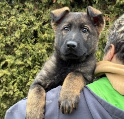 Inzerce psů Německý ovčák fenka