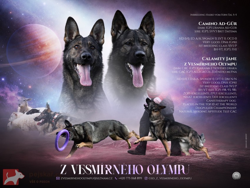 NĚMECKÝ OVČÁK S PP – VLKOŠEDÁ ŠTĚŇATA