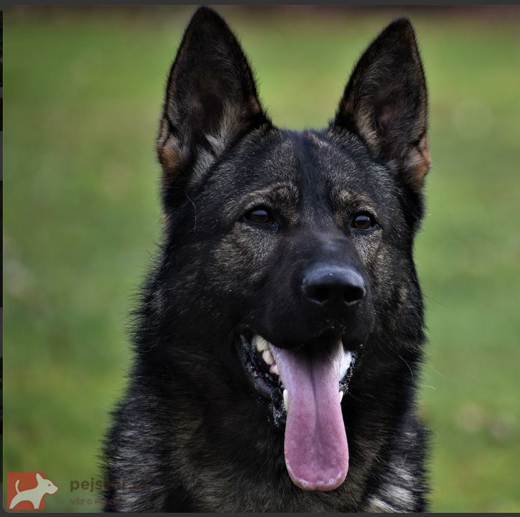 NĚMECKÝ OVČÁK S PP – VLKOŠEDÁ ŠTĚŇATA