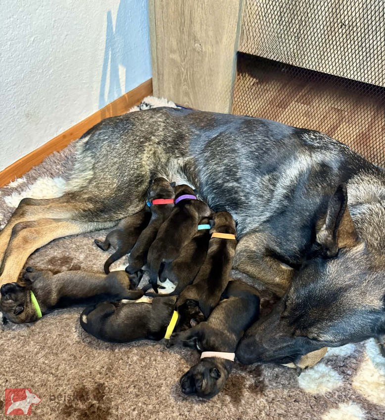 NĚMECKÝ OVČÁK S PP – VLKOŠEDÁ ŠTĚŇATA