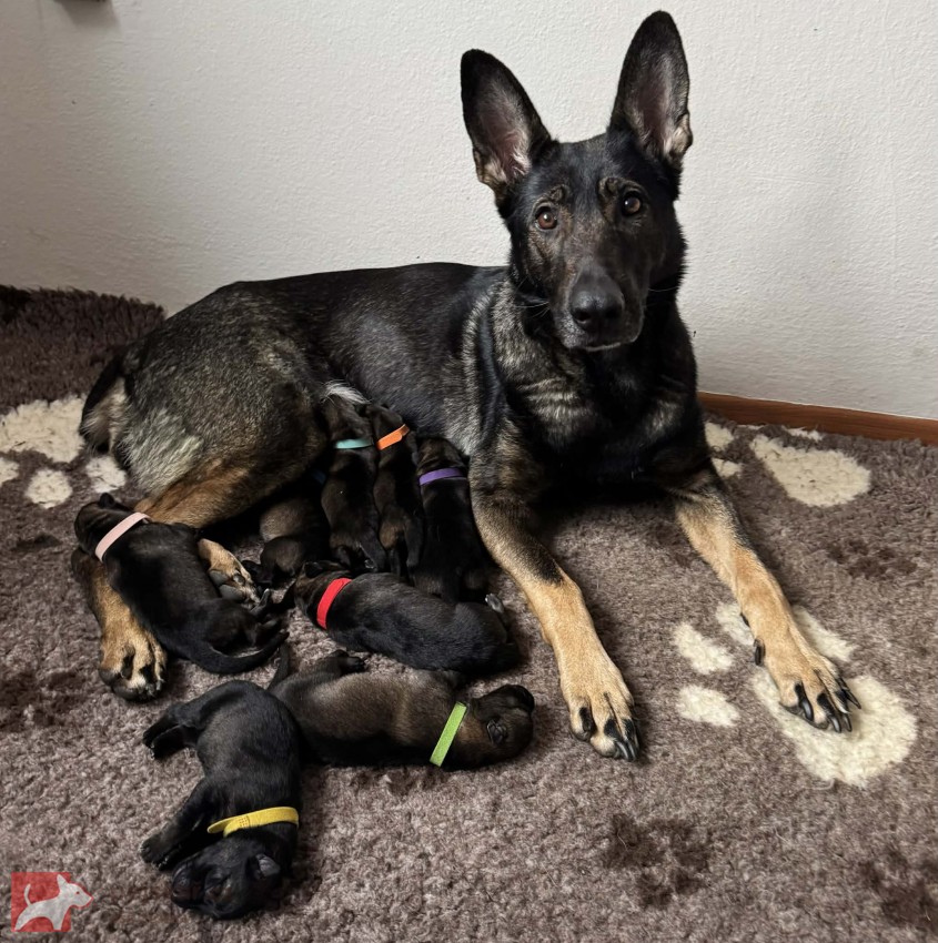 NĚMECKÝ OVČÁK S PP – VLKOŠEDÁ ŠTĚŇATA