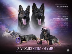 Inzerce psů NĚMECKÝ OVČÁK S PP – VLKOŠEDÁ ŠTĚŇATA