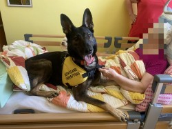 NĚMECKÝ OVČÁK S PP – VLKOŠEDÁ ŠTĚŇATA