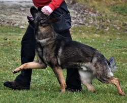 NĚMECKÝ OVČÁK S PP – VLKOŠEDÁ ŠTĚŇATA