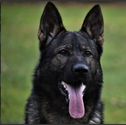 NĚMECKÝ OVČÁK S PP – VLKOŠEDÁ ŠTĚŇATA