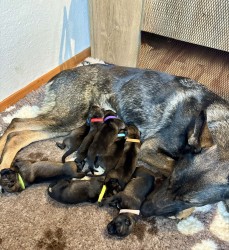 NĚMECKÝ OVČÁK S PP – VLKOŠEDÁ ŠTĚŇATA