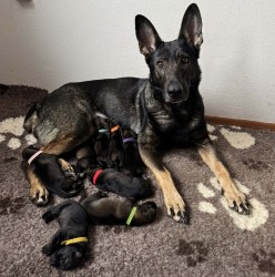 NĚMECKÝ OVČÁK S PP – VLKOŠEDÁ ŠTĚŇATA