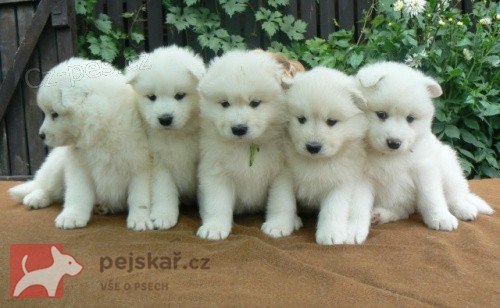 Samojed štěňátka s PP