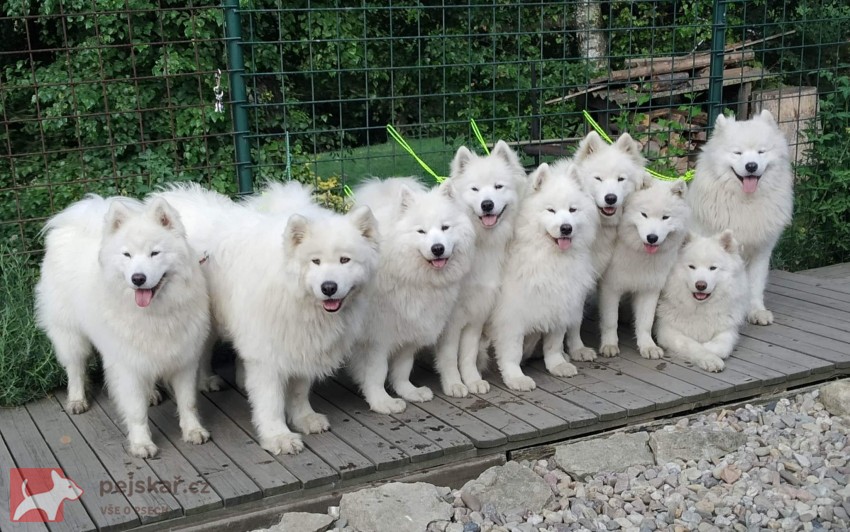 Samojed štěňátka s PP