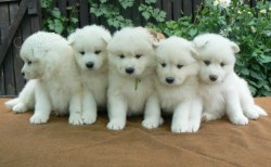 Inzerce psů Samojed štěňátka s PP