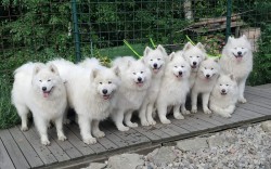 Samojed štěňátka s PP