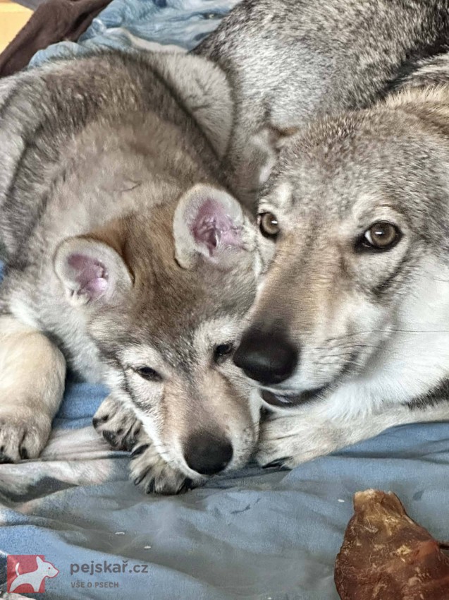 Československý vlčák s rodokmenem TOP SPOJENÍ