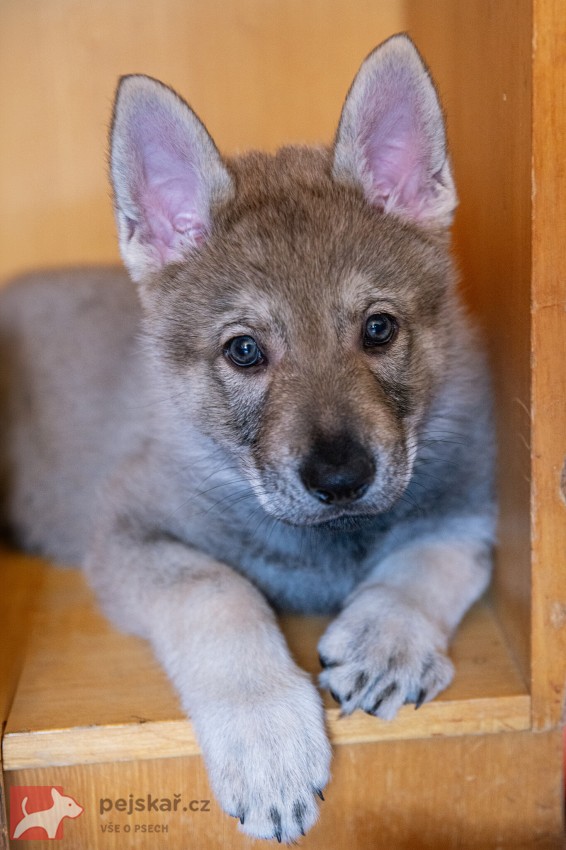 Československý vlčák s rodokmenem TOP SPOJENÍ