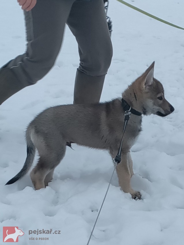 Československý vlčák s rodokmenem TOP SPOJENÍ