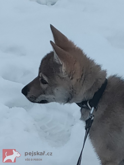 Československý vlčák s rodokmenem TOP SPOJENÍ