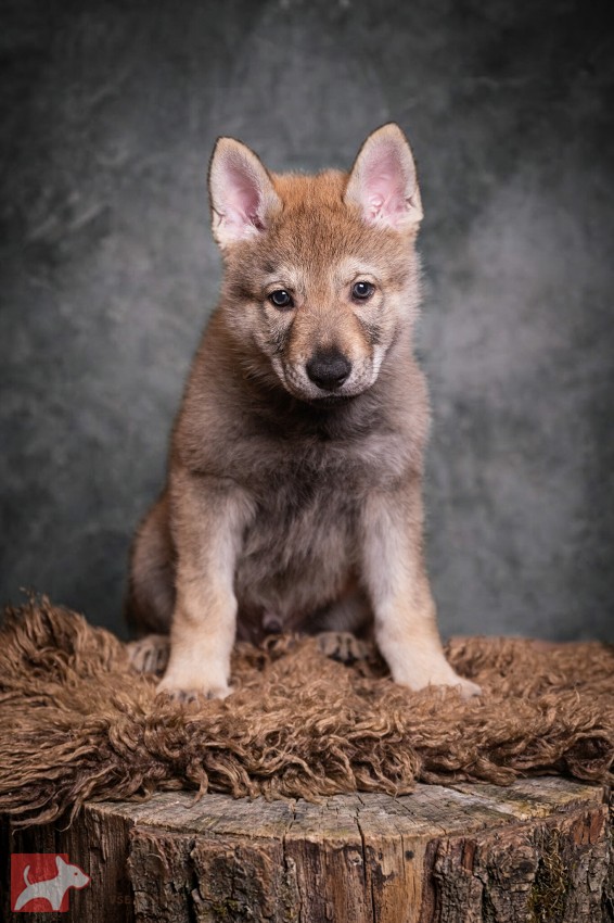 Československý vlčák s rodokmenem TOP SPOJENÍ