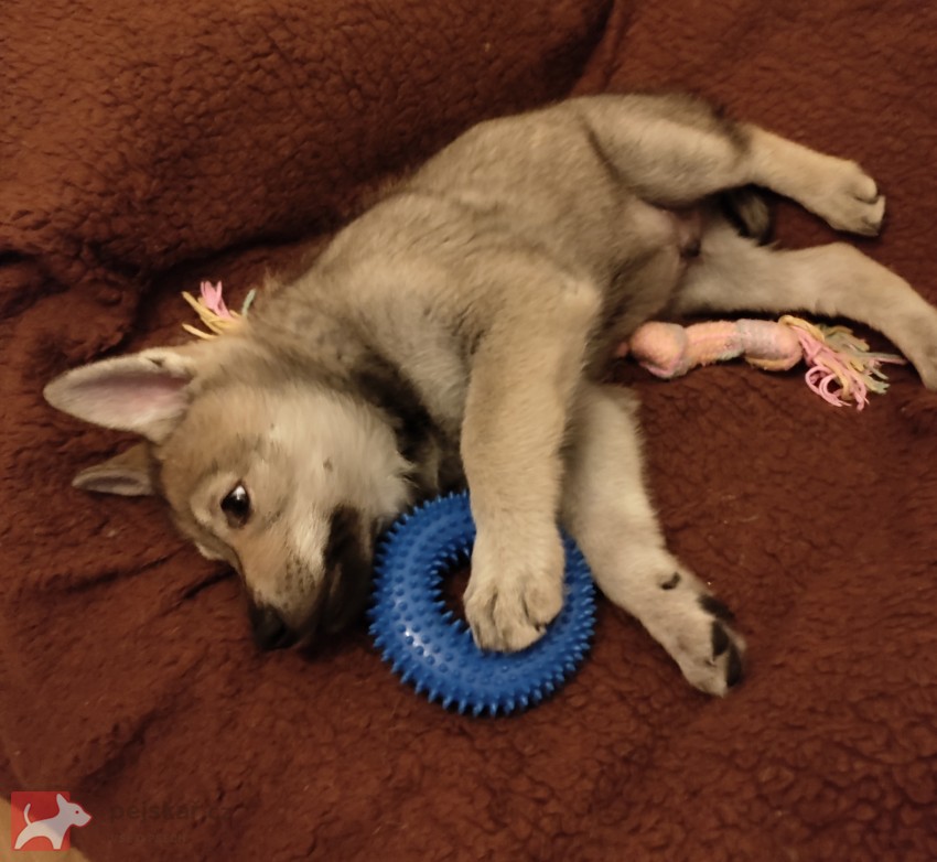 Československý vlčák s rodokmenem TOP SPOJENÍ