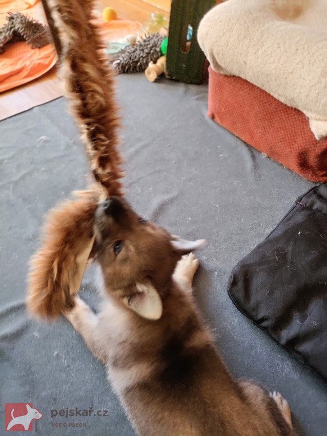 Československý vlčák s rodokmenem TOP SPOJENÍ