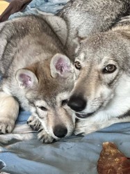 Inzerce psů Československý vlčák s rodokmenem TOP SPOJENÍ