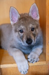 Československý vlčák s rodokmenem TOP SPOJENÍ