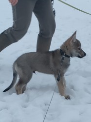 Československý vlčák s rodokmenem TOP SPOJENÍ
