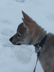 Československý vlčák s rodokmenem TOP SPOJENÍ