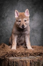 Československý vlčák s rodokmenem TOP SPOJENÍ