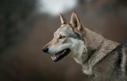 Československý vlčák s rodokmenem TOP SPOJENÍ