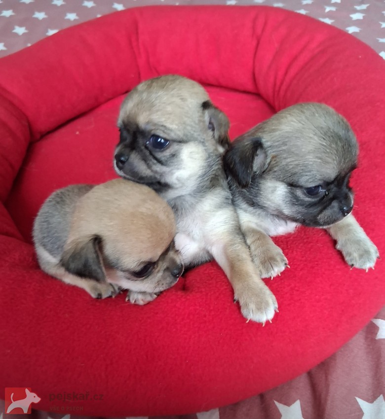 Krátkosrstá Čivava s PP