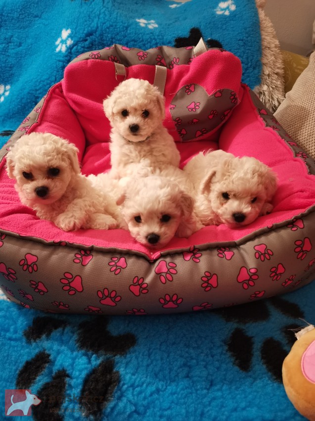 Cassidy from the Castle