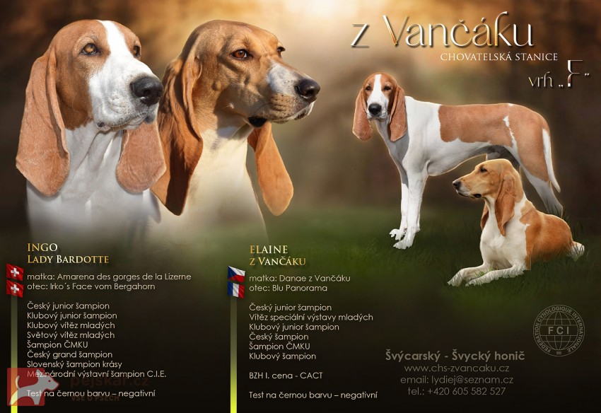 Švýcarský - švycký honič