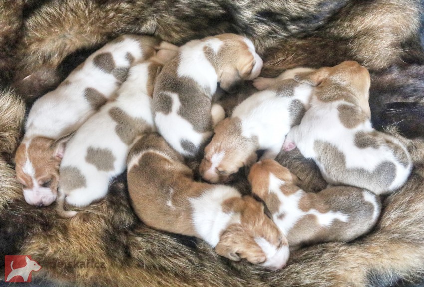 Švýcarský - švycký honič