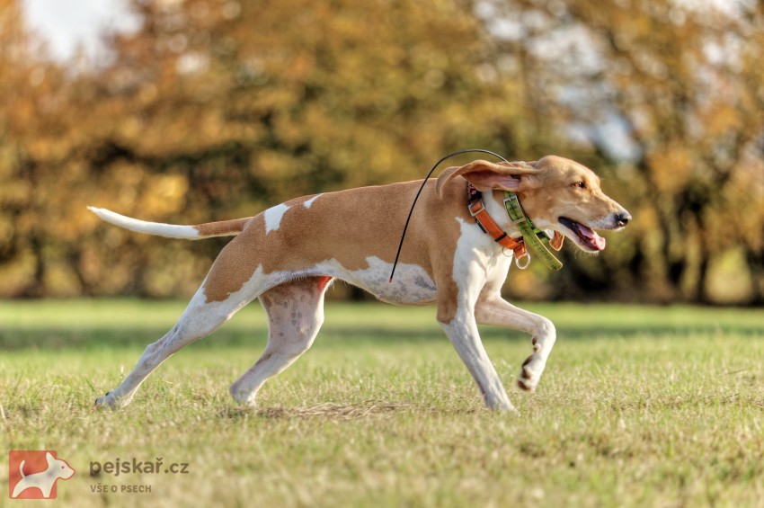 Švýcarský - švycký honič