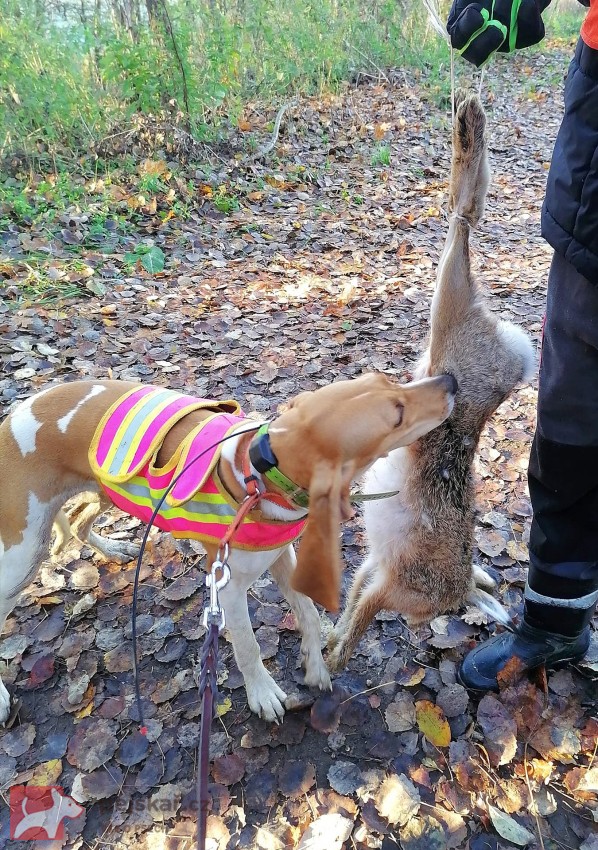 Švýcarský - švycký honič