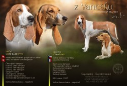 Inzerce psů Švýcarský - švycký honič