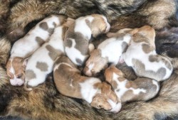 Švýcarský - švycký honič