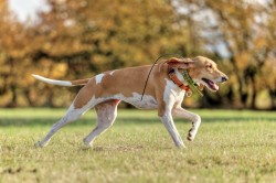 Švýcarský - švycký honič