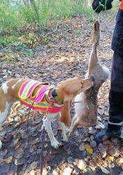 Švýcarský - švycký honič