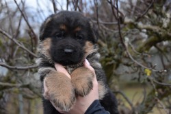 Inzerce psů Německý ovčák