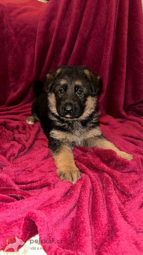 německý ovčák štěňátka s PP černá se znaky