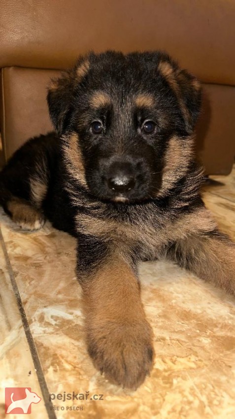 německý ovčák štěňátka s PP černá se znaky
