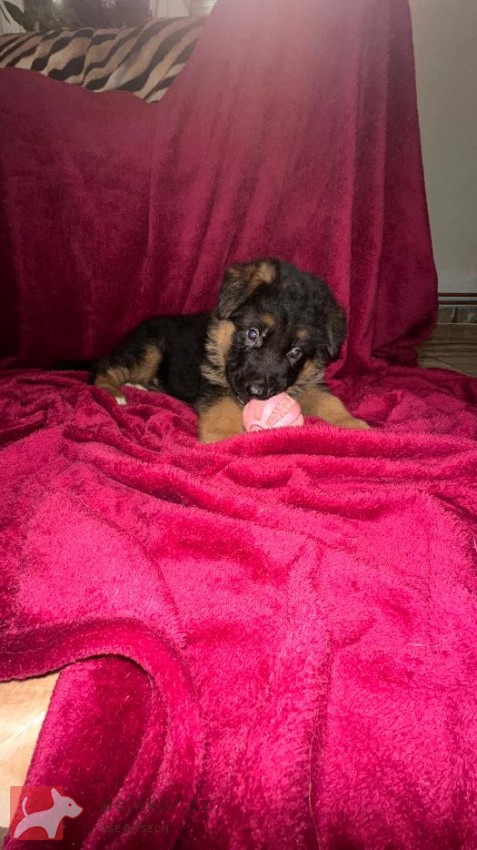 německý ovčák štěňátka s PP černá se znaky