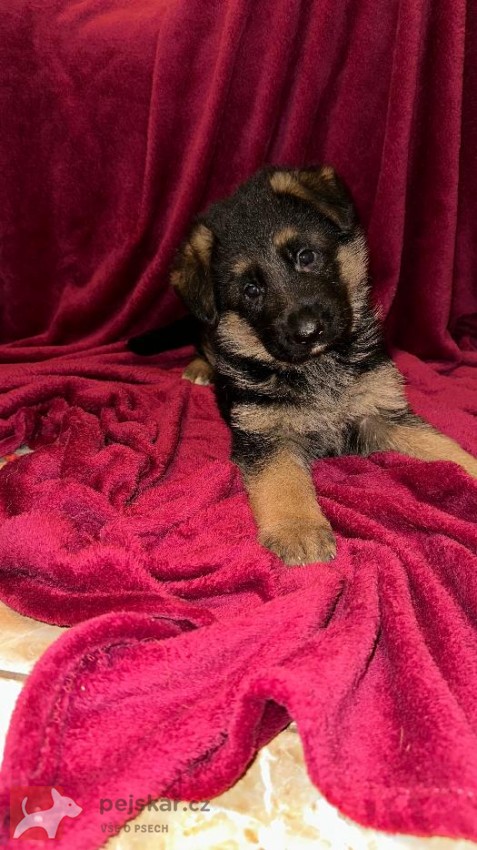německý ovčák štěňátka s PP černá se znaky