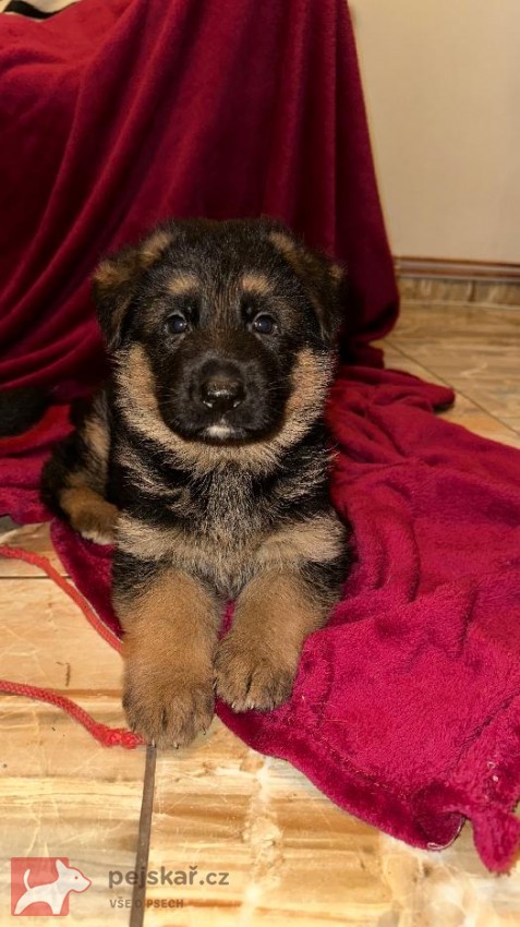 německý ovčák štěňátka s PP černá se znaky