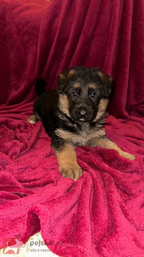německý ovčák štěňátka s PP černá se znaky